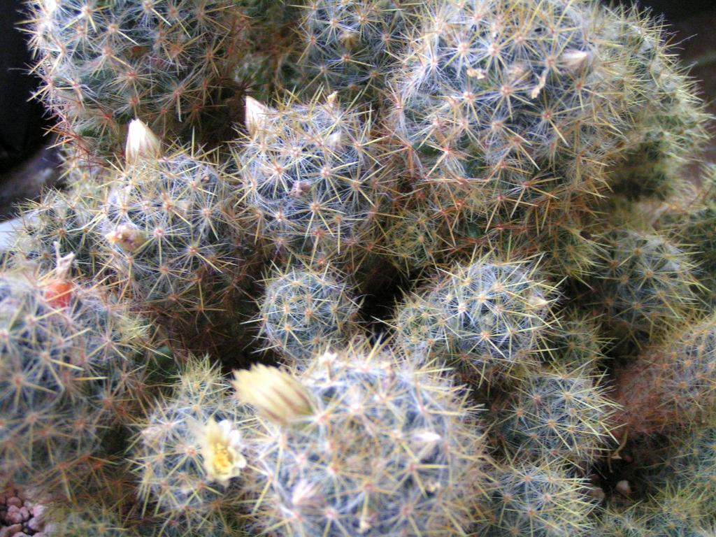 Mammillaria prolifera